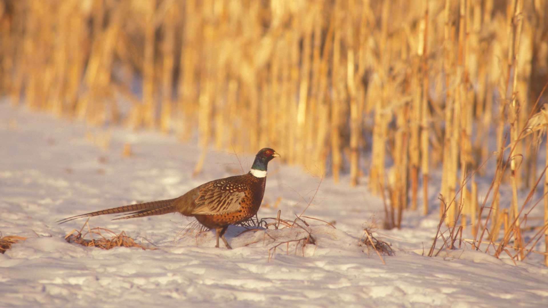 Colorado pheasant habitat