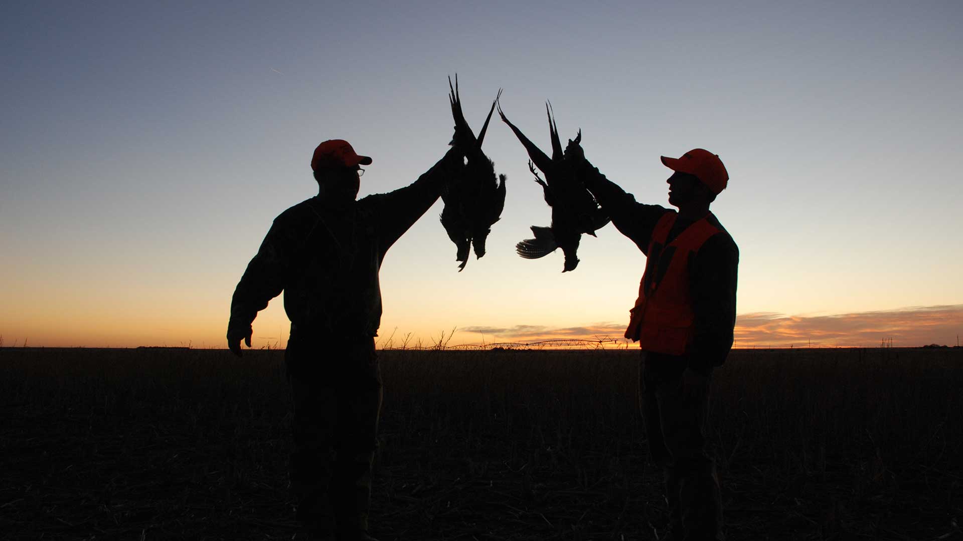 Pheasant hunting in Colorado
